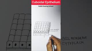 Cuboidal Epithelium Diagram shorts shortvideo cuboidalepitheliumdiagram [upl. by Kcorb]