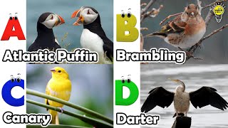 Birds ABC Song  Birds Alphabet Song for Kids  Phonics for Kids  Baby  Alphabet Letters [upl. by Ardnait]