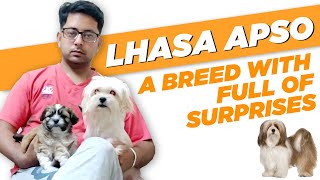 Lhasa Apso A breed with full of surprises  Lhasa Apso breed guide  Know about Lhasa Apso [upl. by Cuthbert]