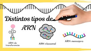 Distintos TIPOS DE ARN Mensajero ribosomal y de transferencia [upl. by Eiramoj]