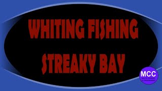 STREAKY BAY WHITING FISHING [upl. by Peyter392]