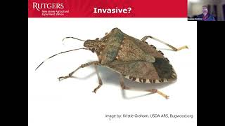 Invasive Insects Update Spotted Lanternfly Emerald Ash Borer and Hornets [upl. by Yrmac]