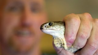 Reptile lovers Risk Lives Over Million Times To Milk Snakes [upl. by Byler]