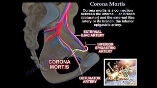 Corona Mortis  Everything You Need To Know  Dr Nabil Ebraheim [upl. by Atenaz108]