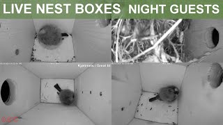 LIVE Nest Boxes Fuglekasser  Night guests  Gjøvik Norway [upl. by Anyahs]