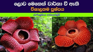 ලෝකයේ ලොකුම මල  Rafflesia Arnoldii flower  TV DESANDA [upl. by Amaral]