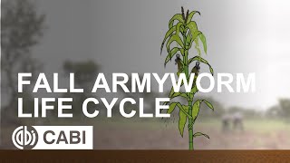 Fall Armyworm Life Cycle [upl. by Tnelc928]