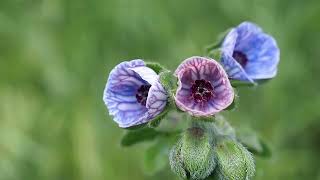 Le Cynoglosse de Crète Cynoglossum creticum une plante à fleurs bleues et roses [upl. by Norel]