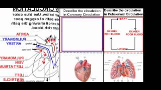 The Human Circulatory System Circulatory Pathways [upl. by Opiak]