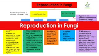 Reproduction in Fungi  Spore Conidia Fragmentation Budding  Kingdom Fungi [upl. by Ferrigno]