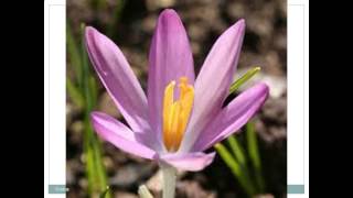 Crocus  Pictures [upl. by Yancy]