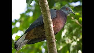 Ducula bakeri Vanuatu Imperial Pigeon [upl. by Firmin]