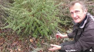 Pruning Mediterranean plants [upl. by Nanerb]