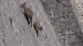 El insólito paseo de dos cabras en Italia [upl. by Htilil702]