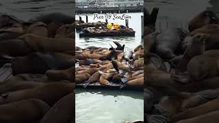 San francisco Seal Lions 4kwalking around of Pier 39 San Francisco sfbay sfchronicle [upl. by Levona654]