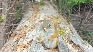 Cute Squirrel on The Log [upl. by Elletse]