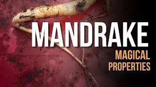 Magical Properties of Mandrake Root [upl. by Inanuah]