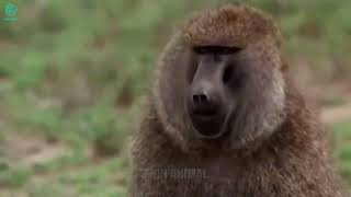 Crazy Revenge Baboons Kidnap Lion Cubs and Kill Them Brutally  Animals Fight wanimalus [upl. by Eiahpets]