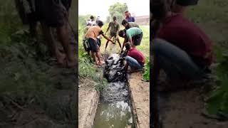 cow rescue  🐮  cow safe life  animal rescue team [upl. by Inej588]