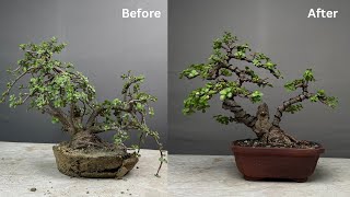 Making Bonsai From Jade Plant  Pruning  Repotting  Wiring  Portulacaria Afra [upl. by Schwejda869]