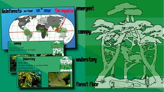 Layers of a Rainforest  EasyTeaching [upl. by Tamqrah]