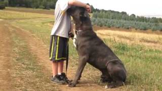 Cane Corso and Kid  CastleGuardCaneCorsocom [upl. by Ybroc]