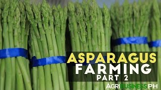 How to grow and harvest asparagus  Asparagus farming part 2 [upl. by Rehpotsirhc]