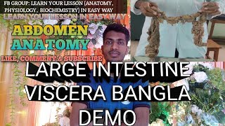 Large Intestine Viscera Anatomy In Bangla  Abdomen   Anatomy  anatomy viscera mbbs [upl. by Hatti]