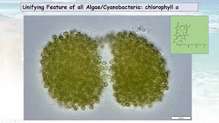 Cyanobacteria What you Need to Know – Part 1 Cyanobacteria Biology and Toxin Formation [upl. by Jelsma]