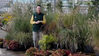 PETITTI A Guide to Perennial Ornamental Grasses  10 Types to Grow [upl. by Graubert]