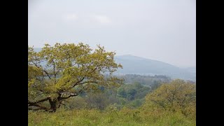 Dolebury Hillfort amp Rowberrow Warren Walk to Winscombe Part II The Descent by Sheila May 8th 2024 [upl. by Otirecul]