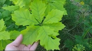 YellowGreen Leaves Swamp White Oak Bur Oak Chinkapin Oak [upl. by Lorusso]