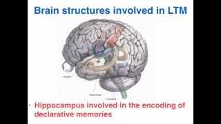 LTM  VCE Unit 3 Psychology [upl. by Ibrik]