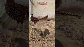 Reeves pheasant farming pheasants poultry poultryfarming chicken birds [upl. by Ohce]