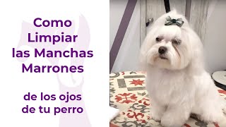 Como limpiar las manchas marrones de los ojos de tu perro [upl. by Yemarej533]