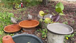 Bronzewing Pigeons [upl. by Hescock]