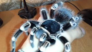 Acanthoscurria Geniculata handling Brazilian white knee tarantula HD [upl. by Romeo]