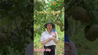 YAPOKO 250SC – TRỊ RỆP SÁP SÂU ĐỤC THÂN BỌ TRĨ hotline 0776755793 [upl. by Skardol]