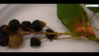 Horticulture Tips Saskatoon Juniper Rust [upl. by Yhtnomit]