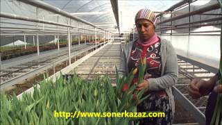 KESME ÇİÇEK LALE YETİŞTİRİCİLİĞİ HYDROPONIC CUT TULIP CULTIVATION [upl. by Tierney]