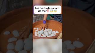 Les œufs de canard de mer ‼️🤯 delicious cuisinefacile gastronomique streetfood food [upl. by Rednave]