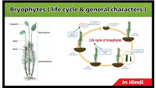 What is bryophytes   life cycle of bryophytes  general characters  in Hindi [upl. by Coco]