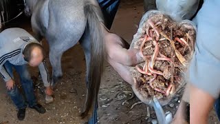 Extreme Hoof Cleaning The Grossest Hooves Ive Ever Tackled [upl. by Hube876]