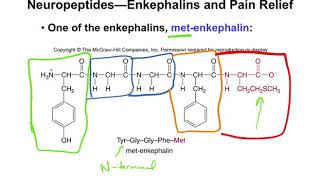 Chapter 164  Biologically Active Peptides [upl. by Mrots]