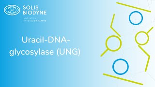 UracilDNAglycosylase UNG [upl. by Tadd]