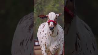 Beautiful Nelore Brahman cow  Brahman breed of Nelore  shorts viral trending [upl. by Mukund440]