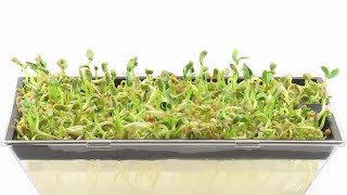 Fenugreek Seeds Sprouting Stock Video [upl. by Zosi]