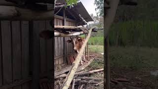 Chácara de 5000 m2 à venda no Pantano dos Rosas em Estiva Mg [upl. by Gore]