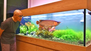 MOST AMAZING ASIAN AROWANA PLANTED AQUARIUM IN SINGAPORE [upl. by Drofkcor]