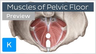 Muscles of the pelvic floor preview  Human Anatomy  Kenhub [upl. by Hares]